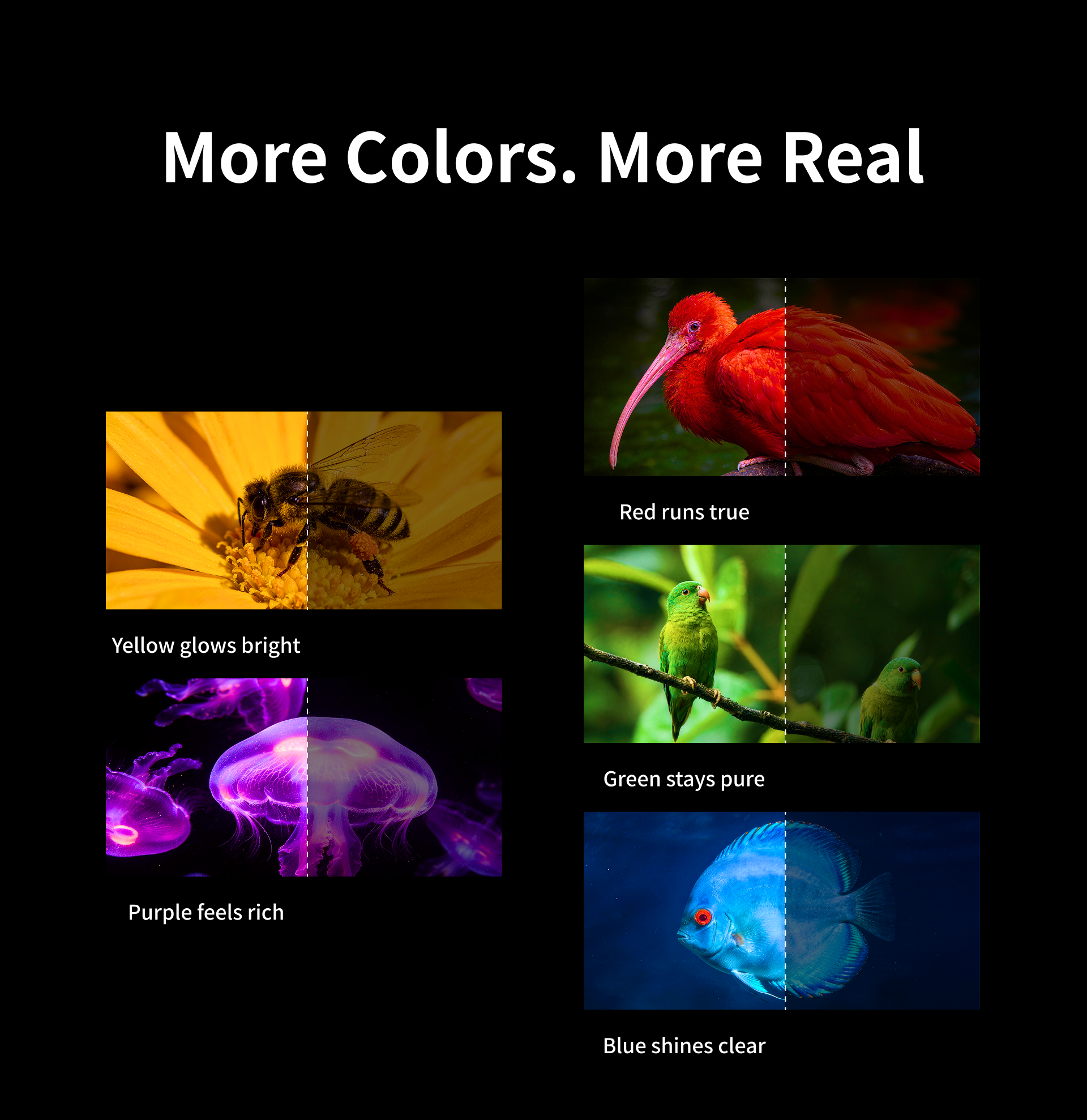 WUPRO Cinema 150 inch SEAMLESS Peacock Evo ALR Fixed Frame Screen Fresnel