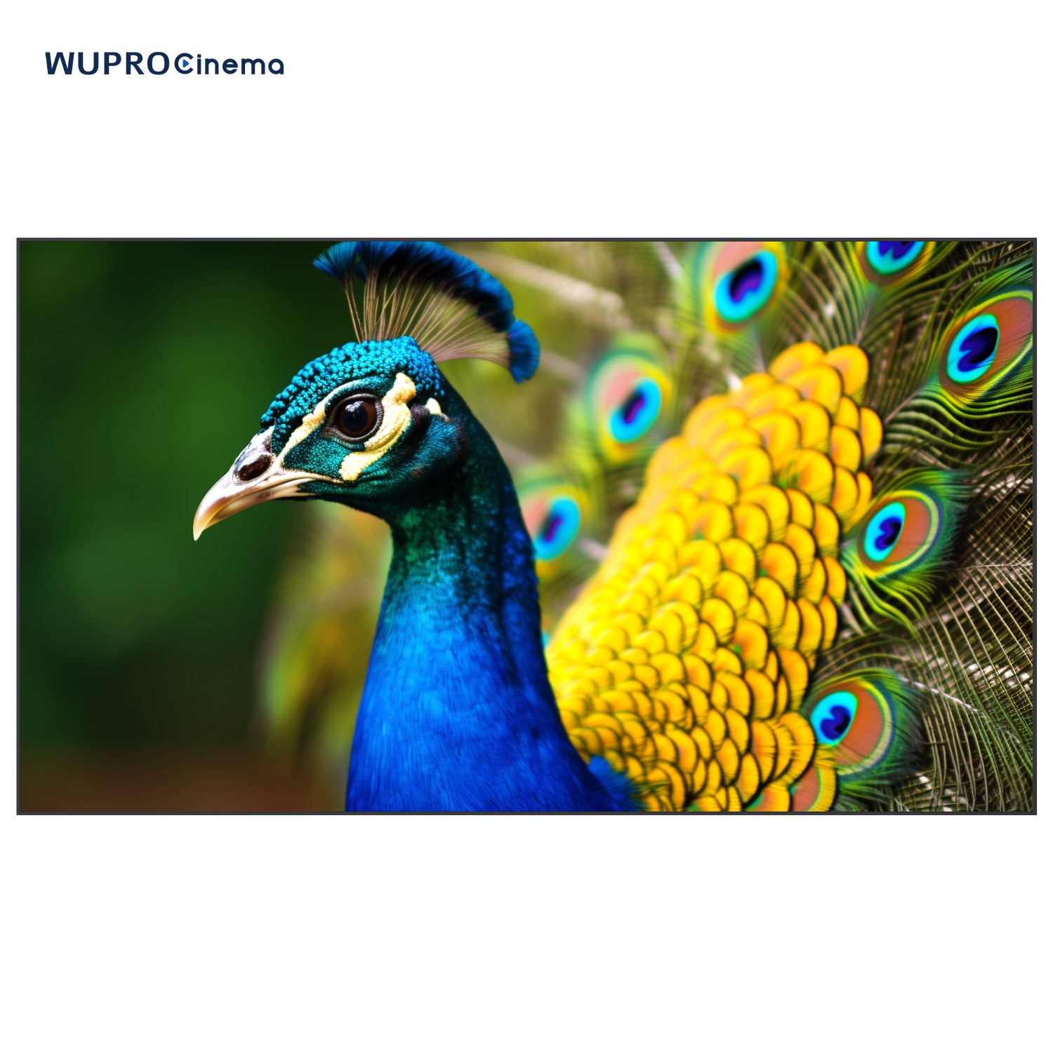  Peacock UST1 ALR Fixed Frame Screen Fresnel with Fresnel ALR material, 85% ambient light rejection, ultra-thin frame, and innovative screw-through spring and rod nut installation. Provides excellent visuals and practical setup for home theaters and offices.